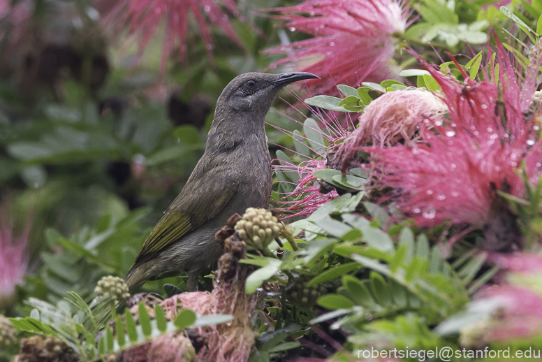 New Holland honeyeater